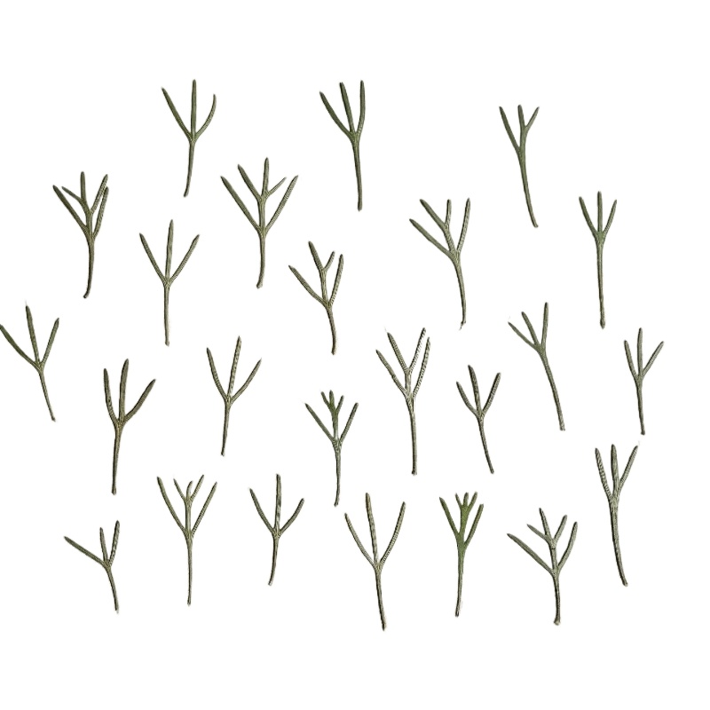 Dried Flower Bookmark - 24 pezzi, Foglie di Achillea Pressate