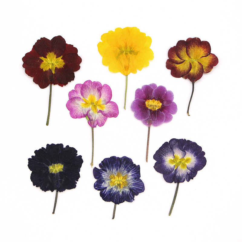 Dried Flower Bookmark - 48 Pezzi Fiori Secchi di Primula