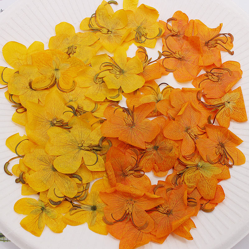 Dried Flower Bookmark - 60 Pezzi Fiori di Cassia Essiccati