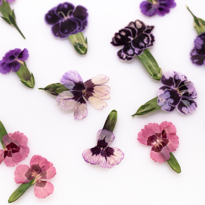 Dried Flower Bookmark - 24 Pezzi, Fiori di Dianthus Essiccati