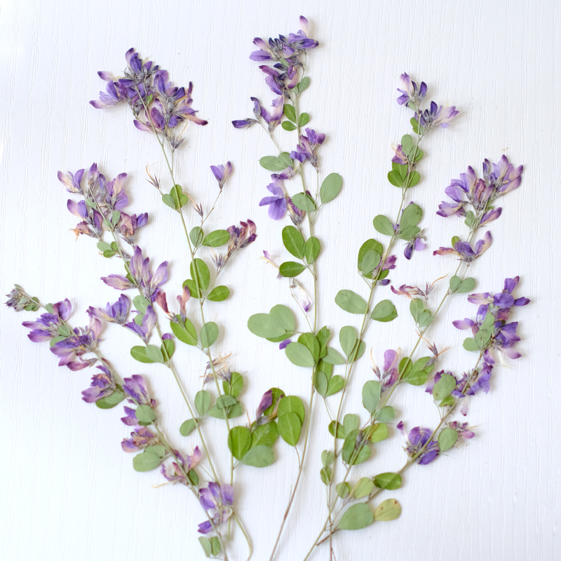 6 Pezzi, Fiori Essiccati e Pre - Dried Flower Bookmark recensione e prezzo