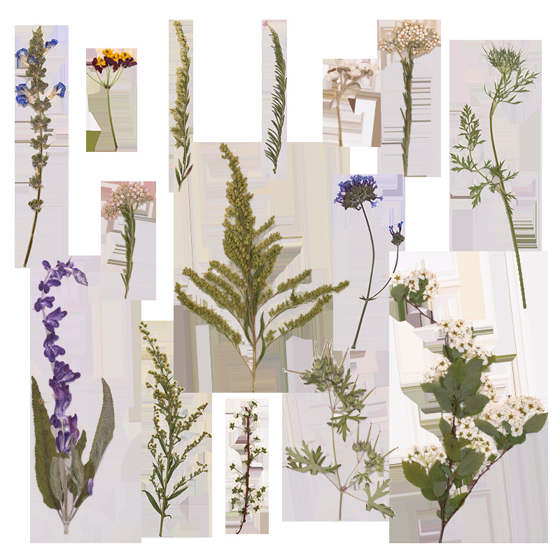 Confezione da 500 Pezzi di Fio - Dried Flower Bookmark recensione e prezzo