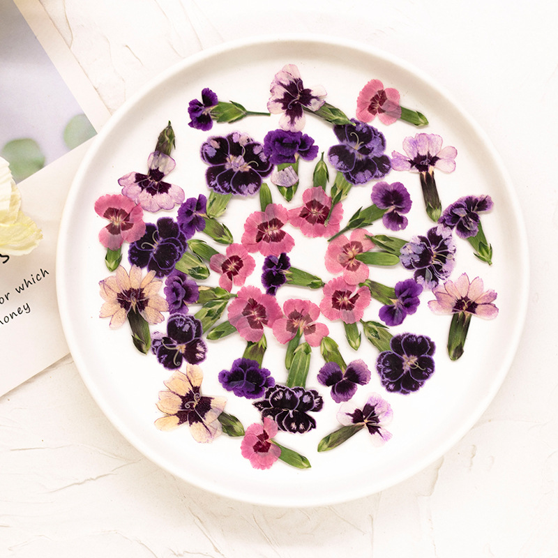 24 Pezzi, Fiori di Dianthus Es - Dried Flower Bookmark recensione e prezzo