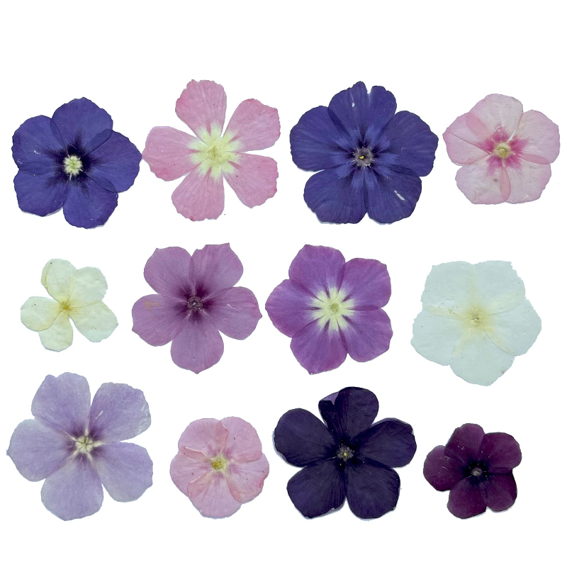 12 pezzi, fiori secchi pressat - Dried Flower Bookmark recensione e prezzo